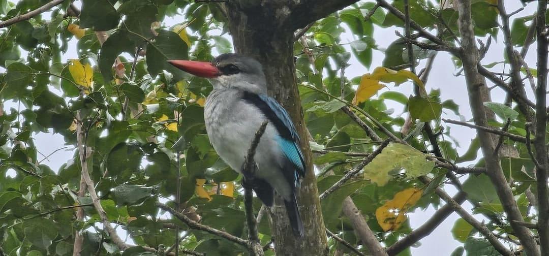 Indigenous forest and wildlife conservation, our beloved kingfisher