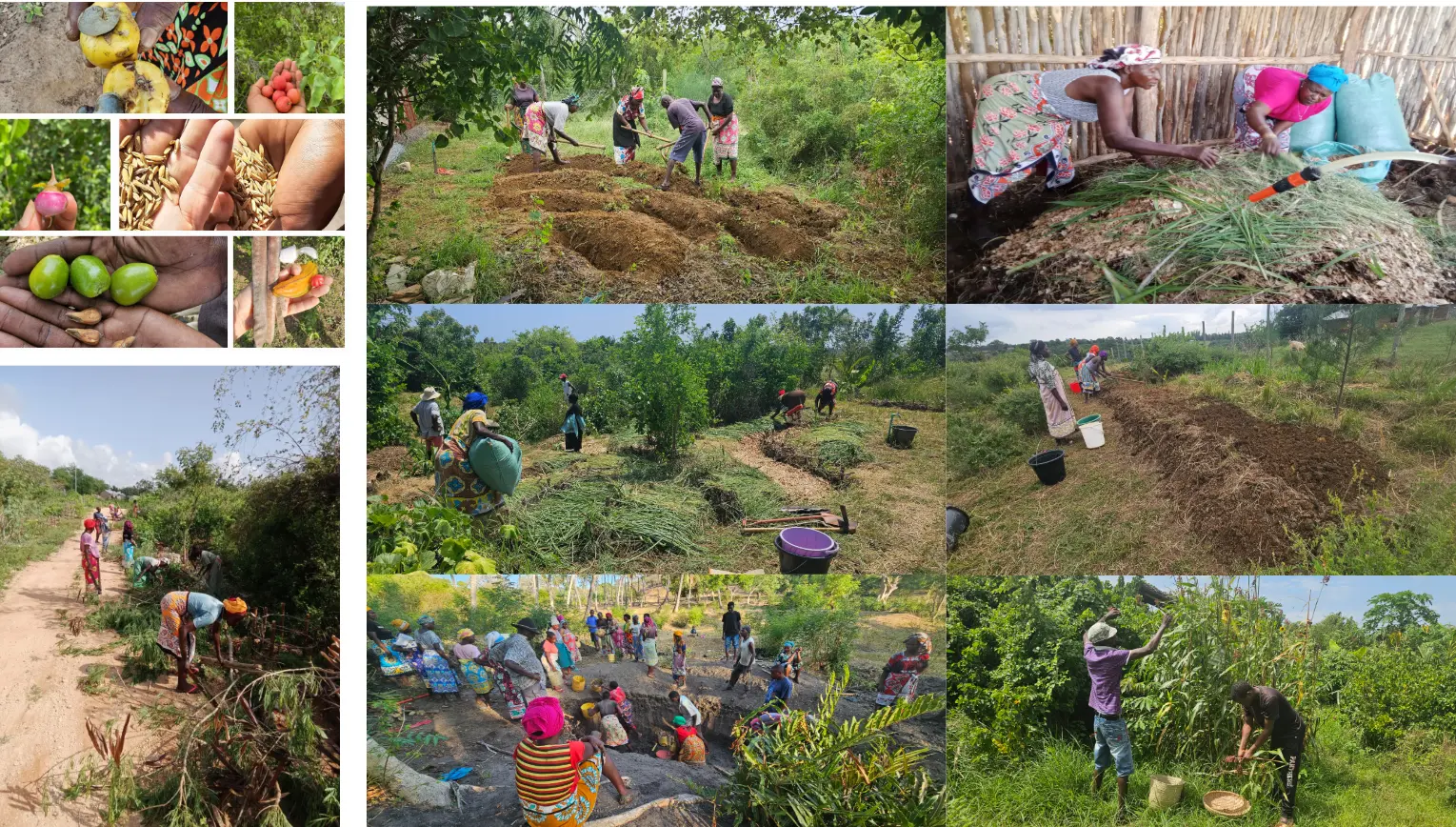 Agroecology, native seed, soil building, and community land regeneration activities