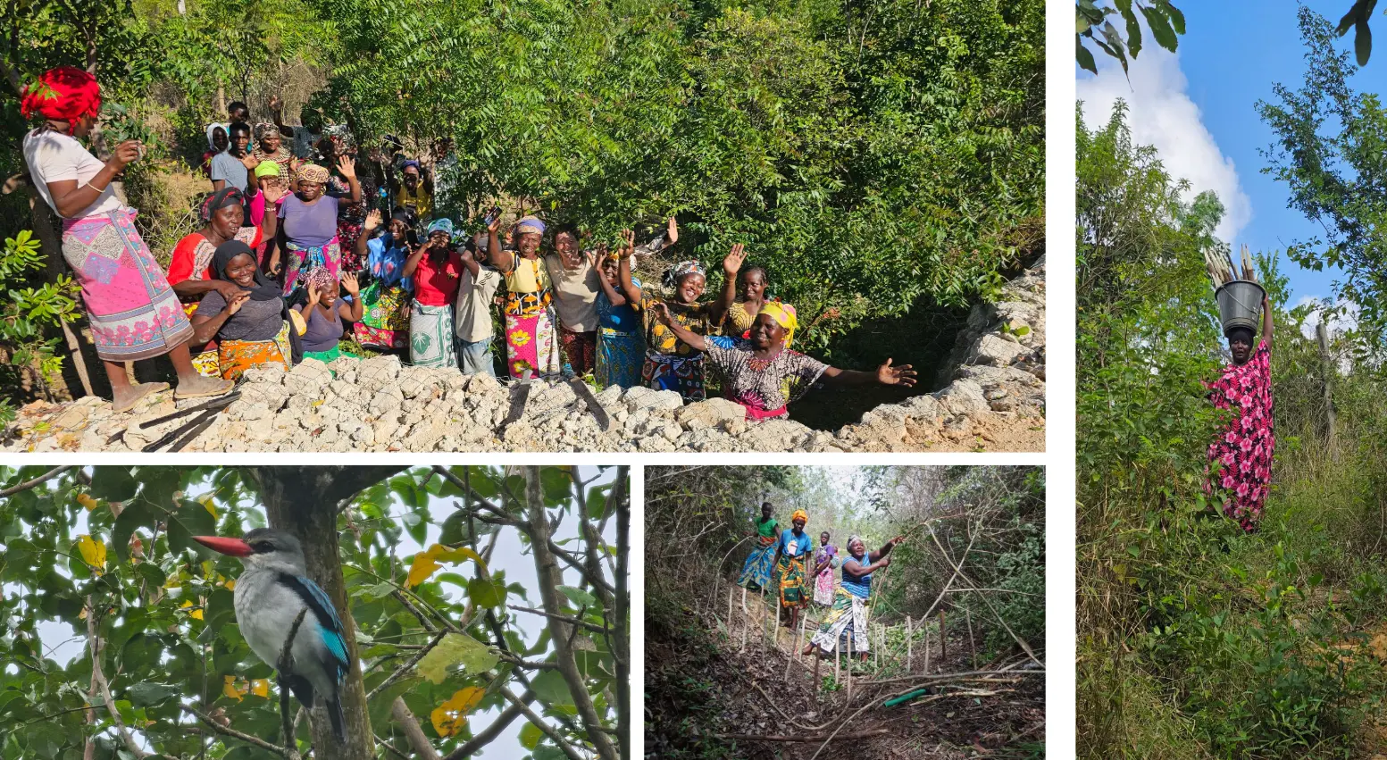 Community stewards, forest paths, native trees, and local biodiversity around Mnyumbuni